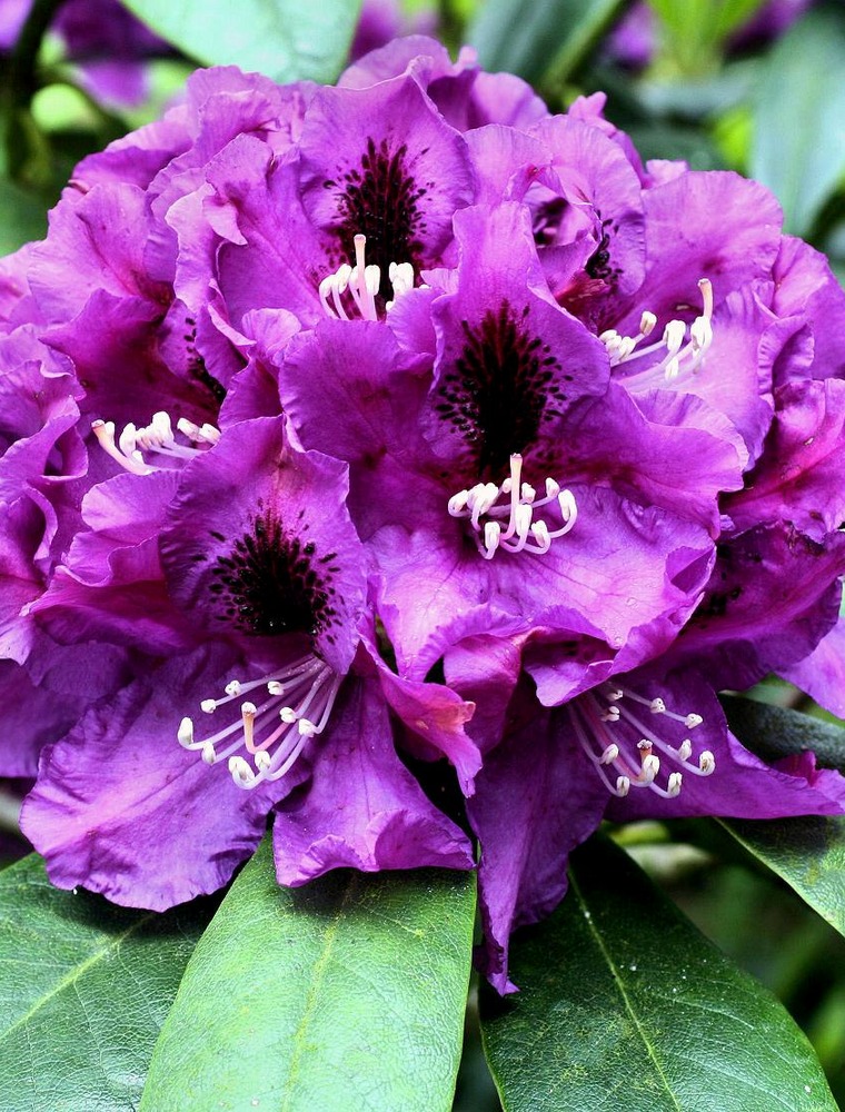Rododendras Rasputin Rhododendron, 'Rasputin', 15 liter potte | Plantorama