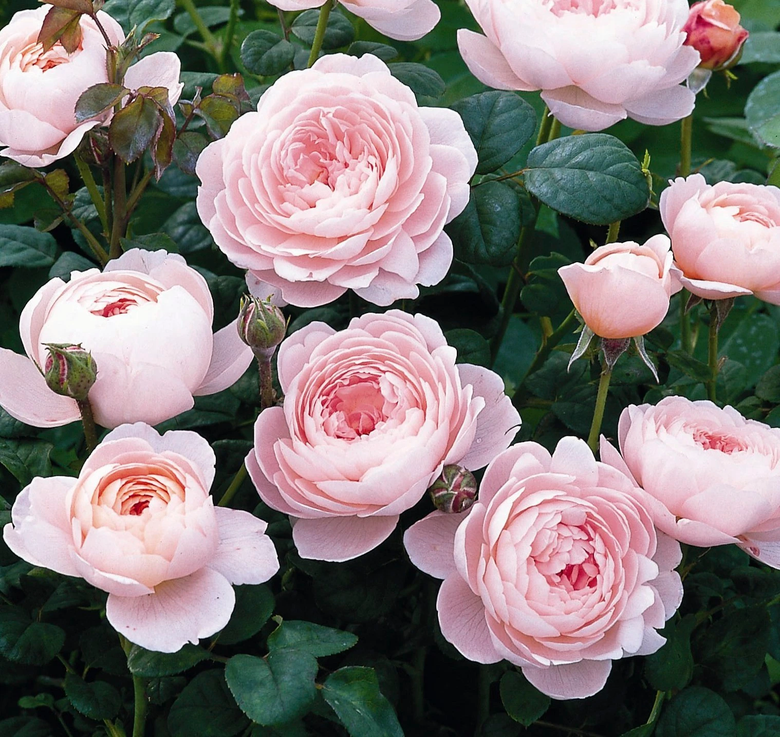 Engelsk rose, Rosa 'Queen Of Sweden', 5 liter potte Plantorama