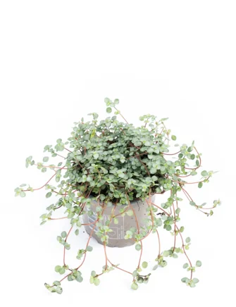 Seje stueplanter, Pilea nummulariifolia, Ø10,5 cm