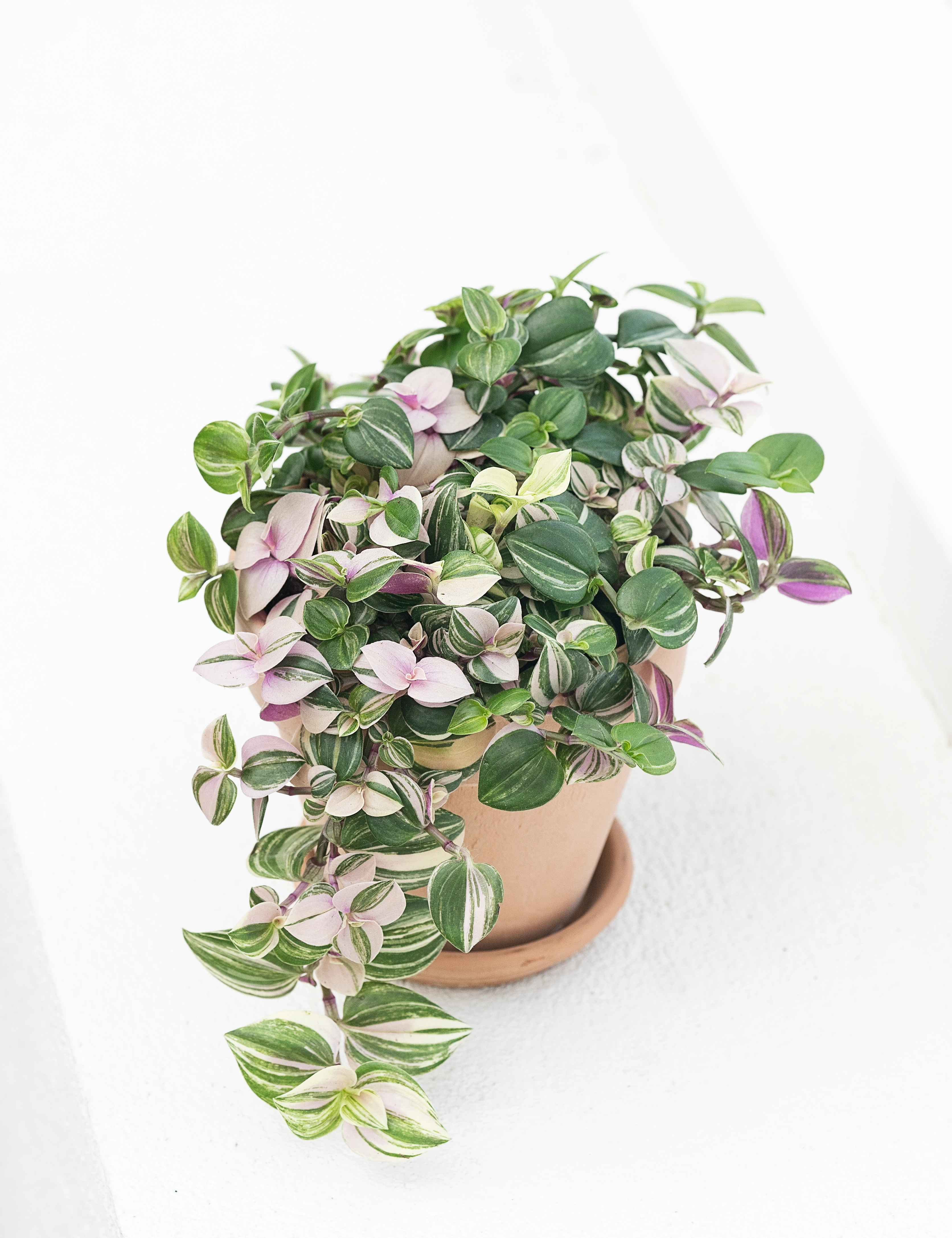 Seje stueplanter, Tricolor Rosa, Ø10,5 cm potte
