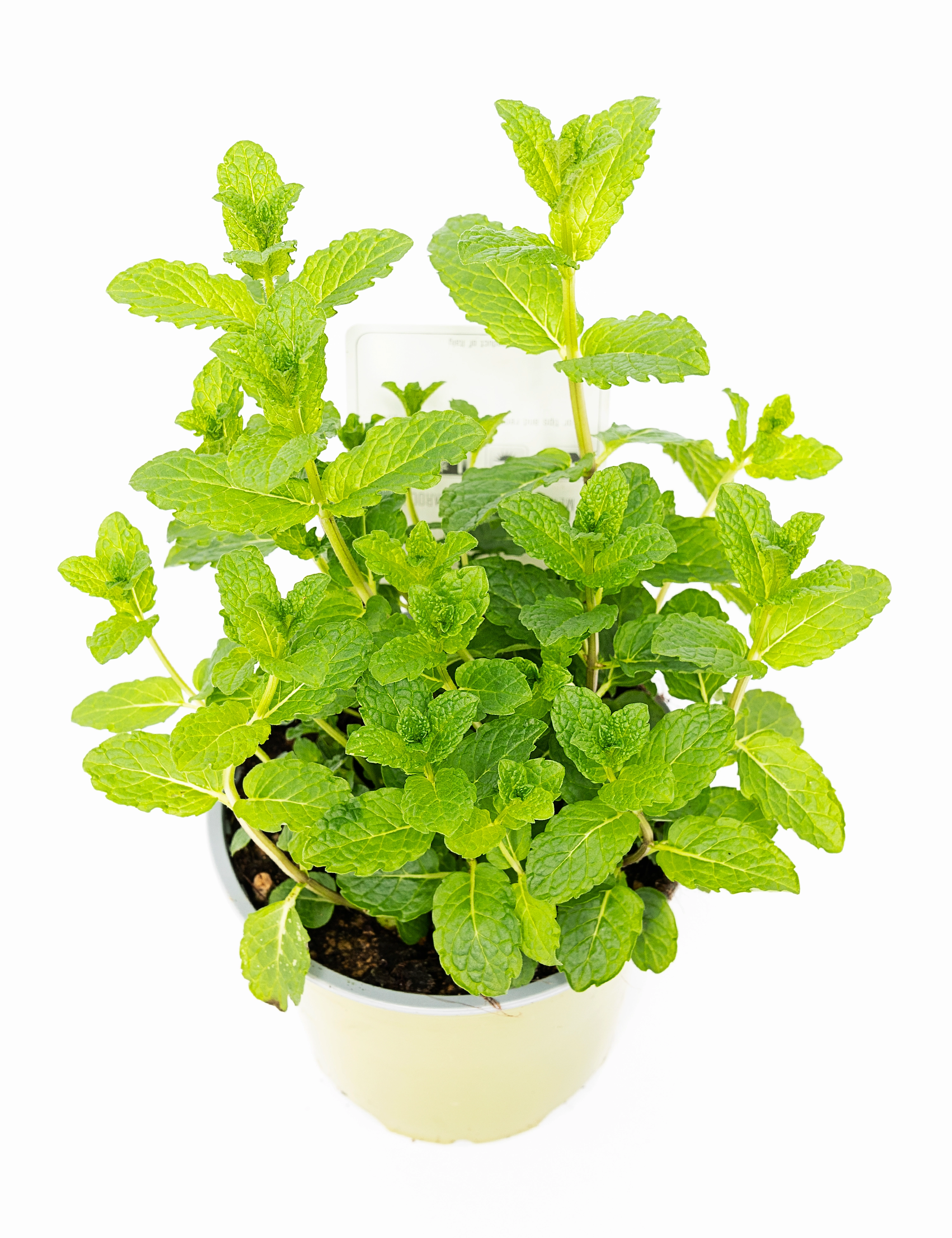 Grøn Mynte, Mentha spicata 14 cm potte