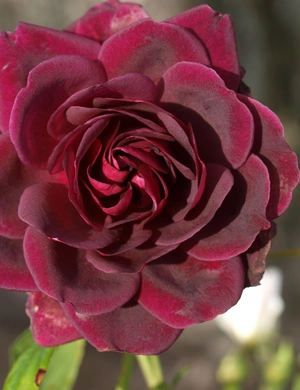 Rig mand offer Opmærksomhed Historisk rose, Rosa 'Rose De Rescht', 4 liter potte