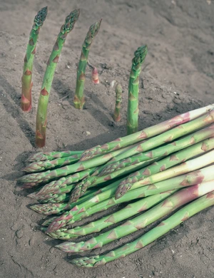 Asparges i haven | Sådan dyrker du asparges i din have Plantorama