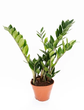 Zamioculcas zamiifolia H50 cm, Ø14 cm potte