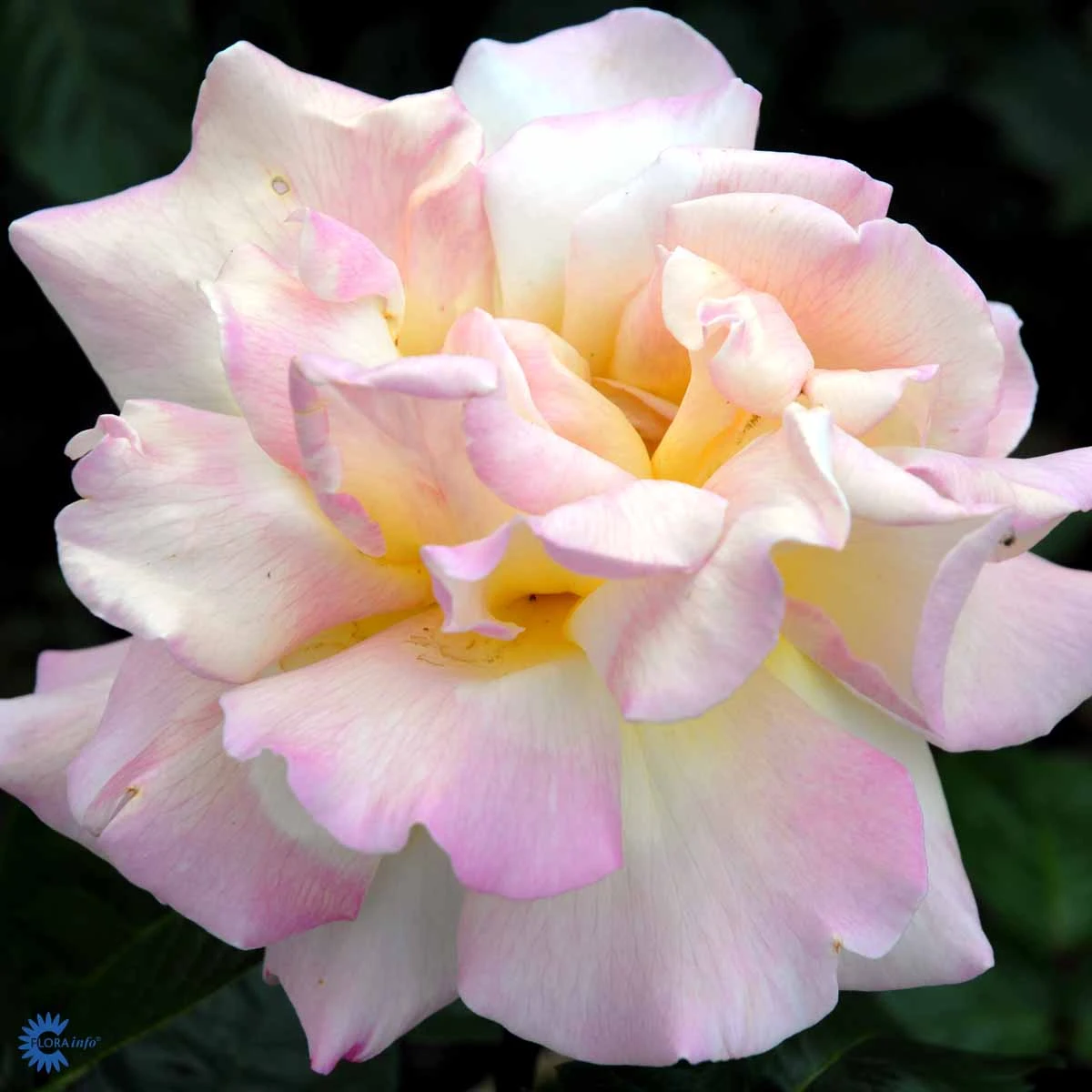 Storblomstret rose, Rosa 'Peace', 4 liter potte