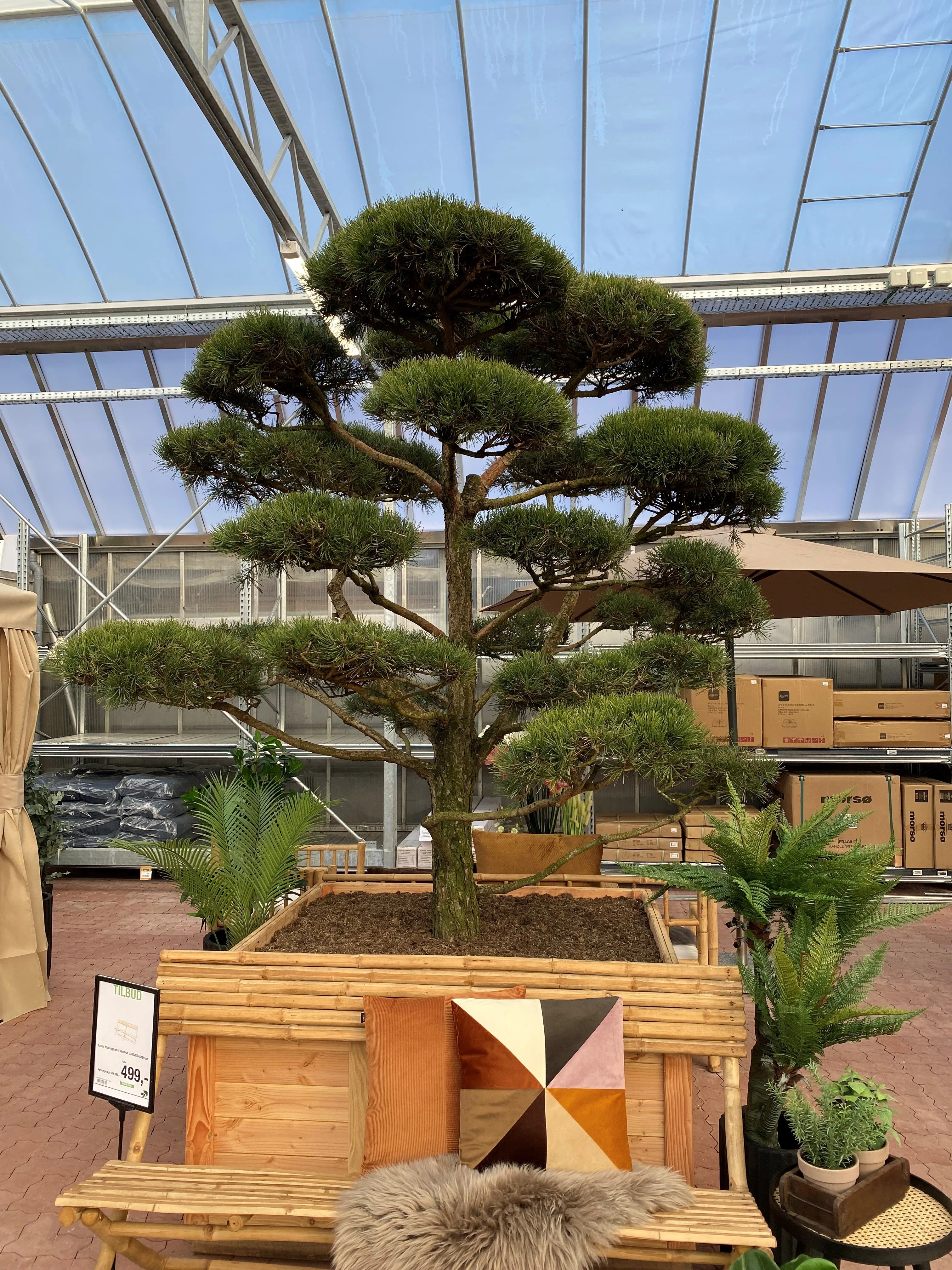 Skovfyr, bonsai, Pinus syl. Norske', 1350 liter potte