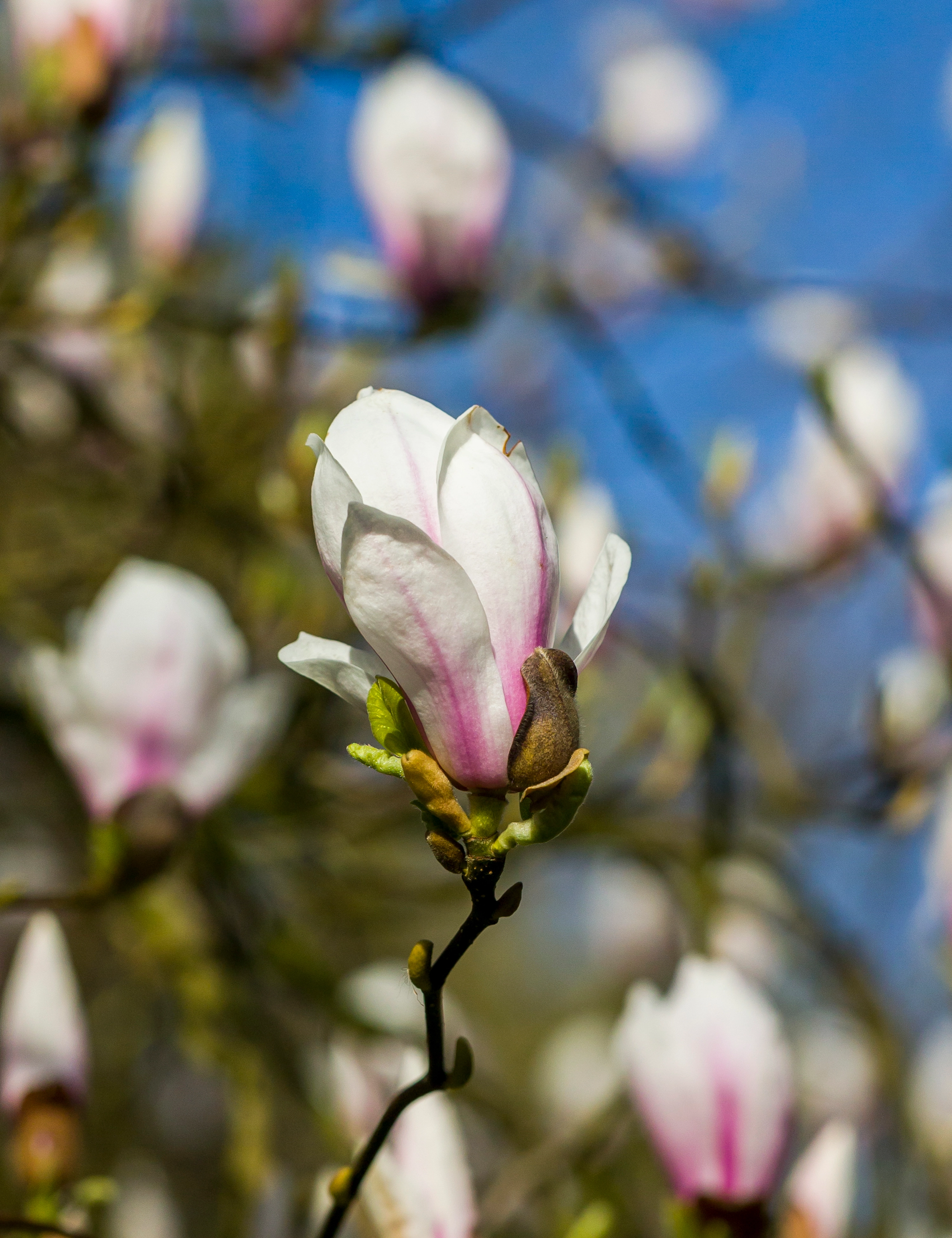 Magnolie, opstammet, Magnolia Scent', 15 potte, 80 cm
