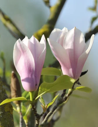 Magnolie , Magnolia sou. Scent', 18 liter potte, 80-100 cm