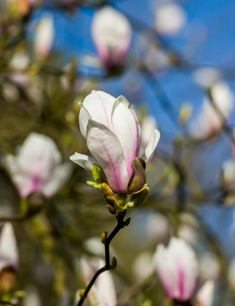 Magnolie, opstammet, Magnolia sou. 'Nigra', 15 80 cm