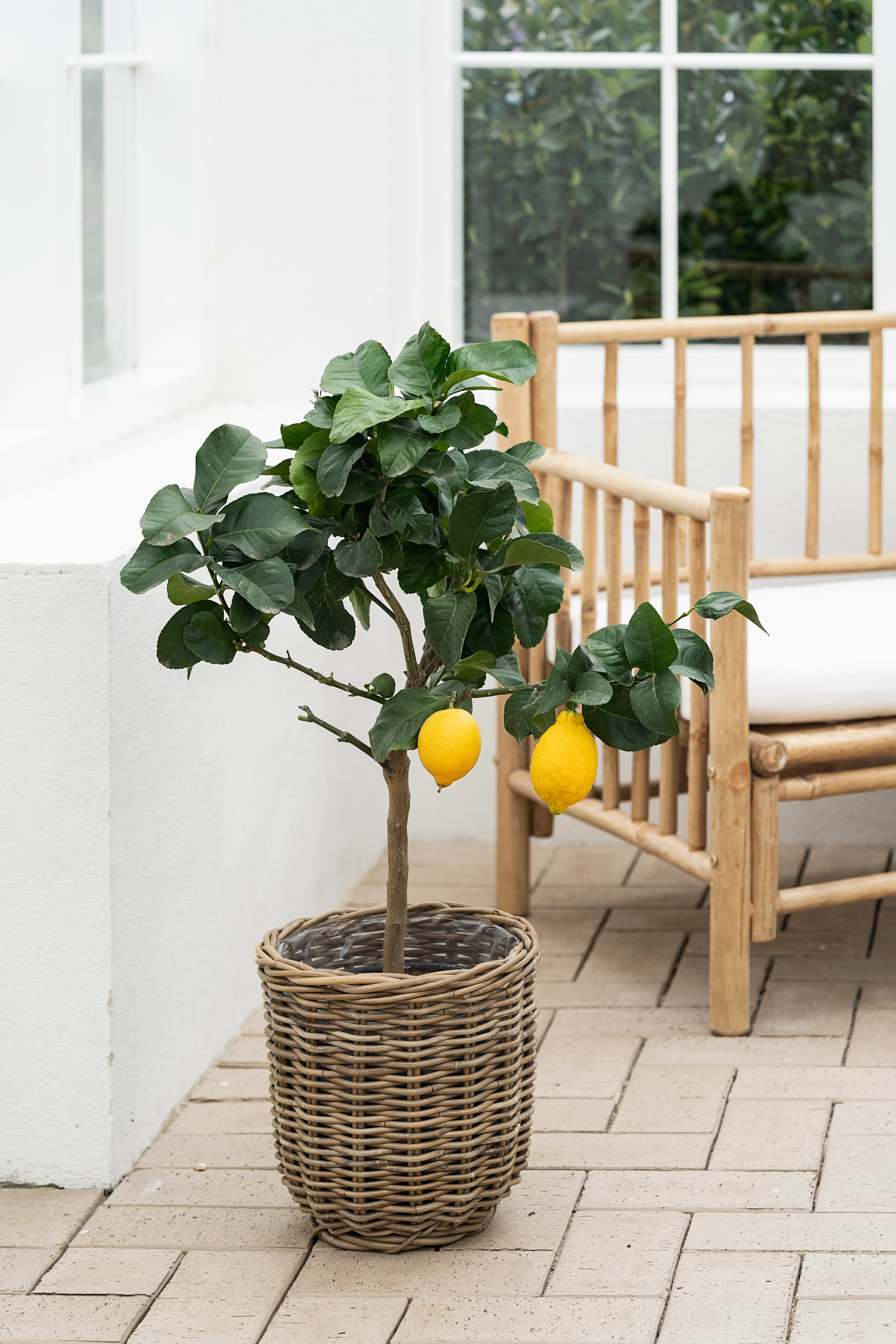 Citrontræ, Citrus limone H70 cm, Ø20 cm