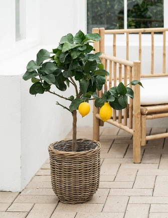 Citrontræ, Citrus limone H70 cm, Ø20 cm