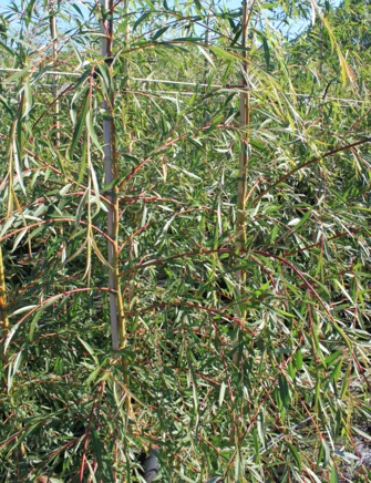 tildele Aggressiv Sælger Guld hængepil, opstammet, Salix alb. 'Tristis', 35 liter potte