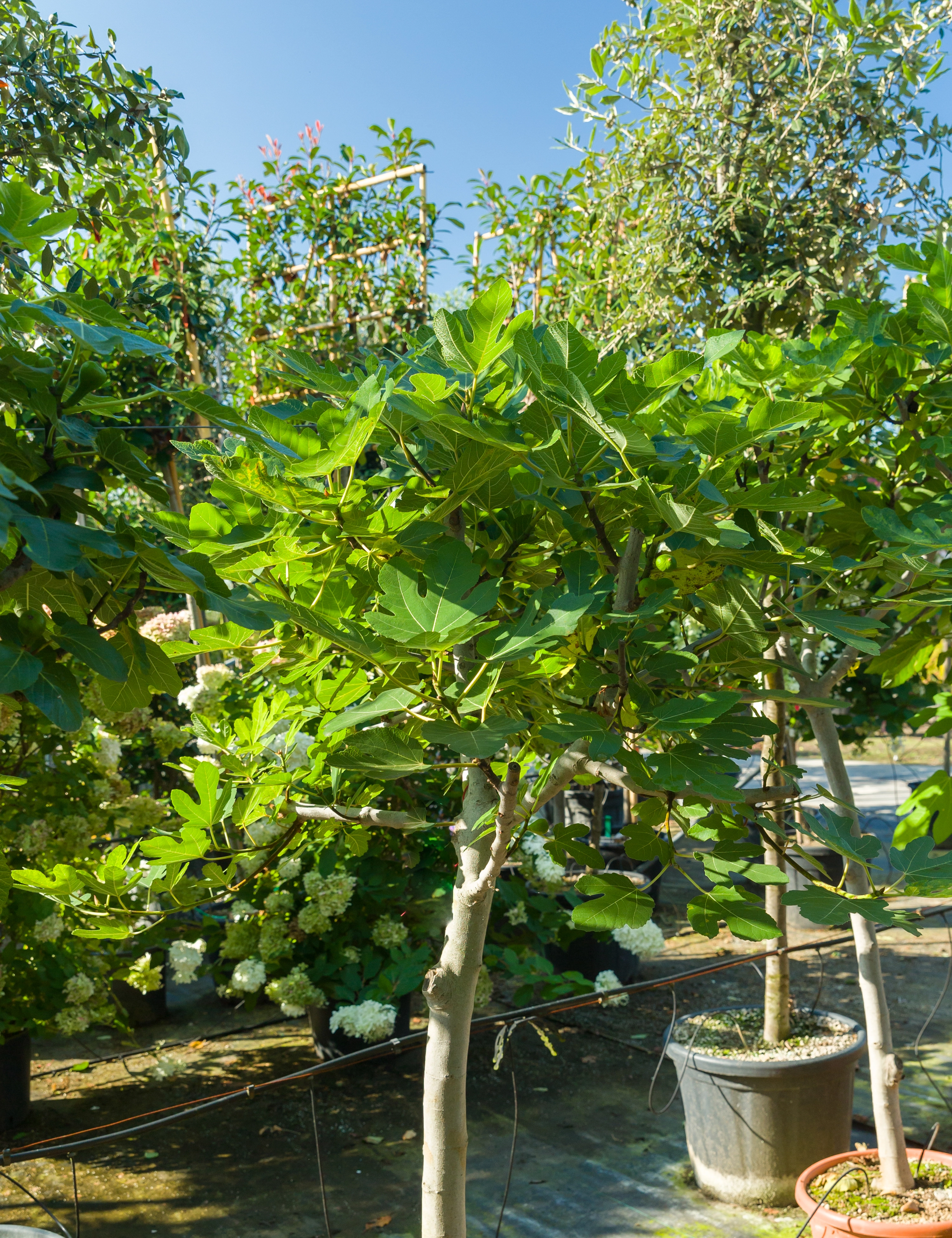 koloni lægemidlet stamtavle Almindelig Figentræ, opstammet, Ficus carica, 15 liter potte, 90 cm