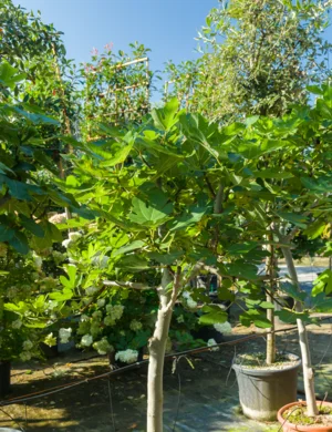 Figentræer | Få gode råd om pasning figentræ | Plantorama