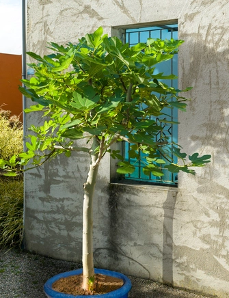 Almindelig Figentræ, opstammet, Ficus carica, 70 potte, højstamme
