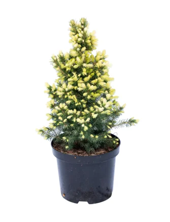 Hvidgran, Picea gla. White', 3 potte, 30+cm