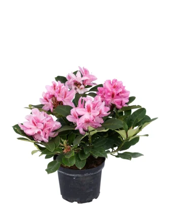 træ Udsæt omdømme Rhododendron, 'Furniwall's Daugther', 5 liter potte