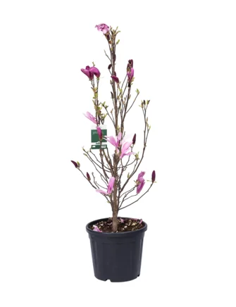 klassisk Tillid tønde Magnolie, Magnolia 'Susan', 9 liter potte, 60-80 cm