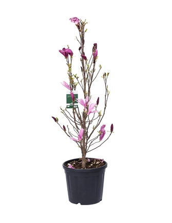 Magnolie, Magnolia 'Susan', liter potte, cm