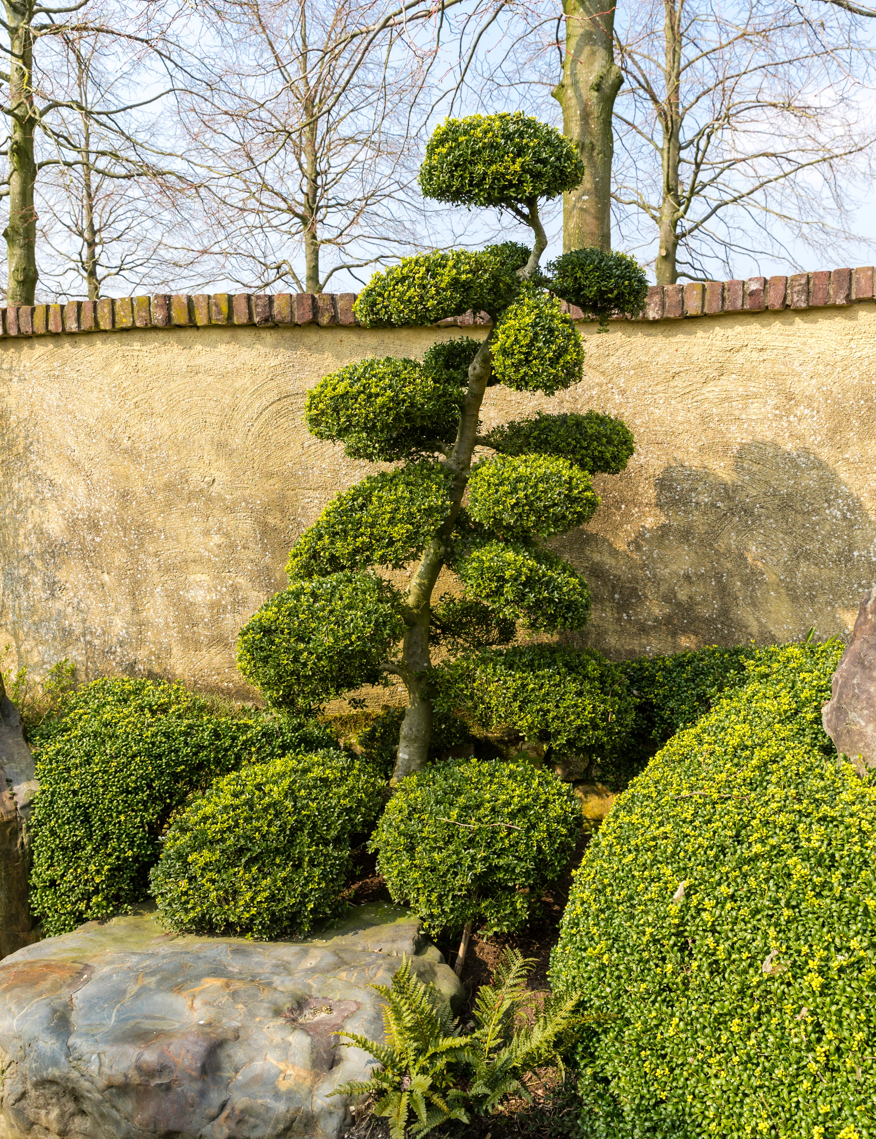 spyd skab tynd Holy, bonsai, Ilex cre. 'Green Lustre', 65 liter potte, 175 cm