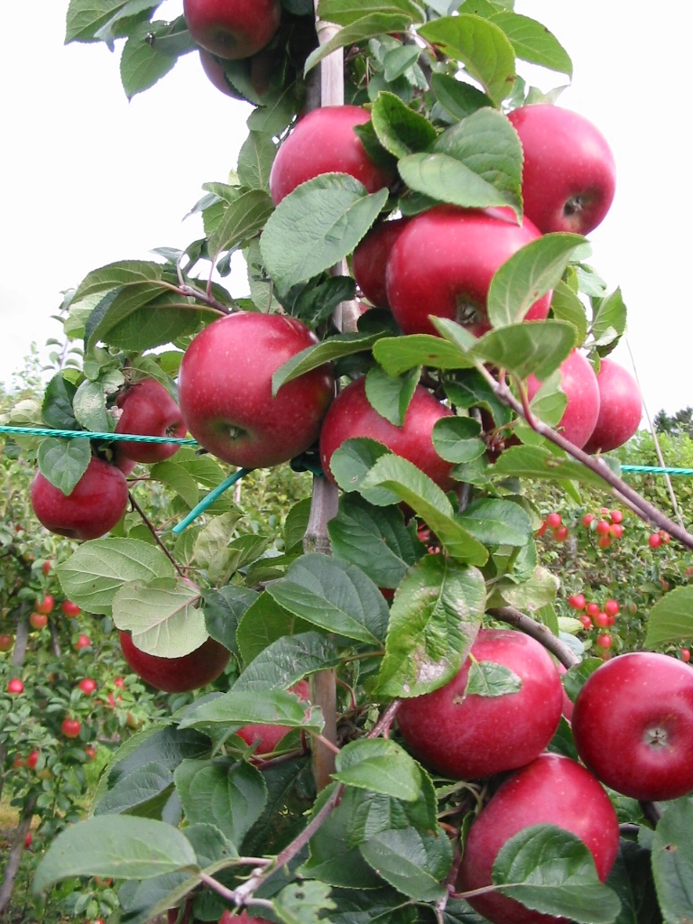 Romantik Tilkalde Pump Dværg æbletræ, Malus dom. 'Rød Aroma' (Fagravoll), 6,7 liter potte