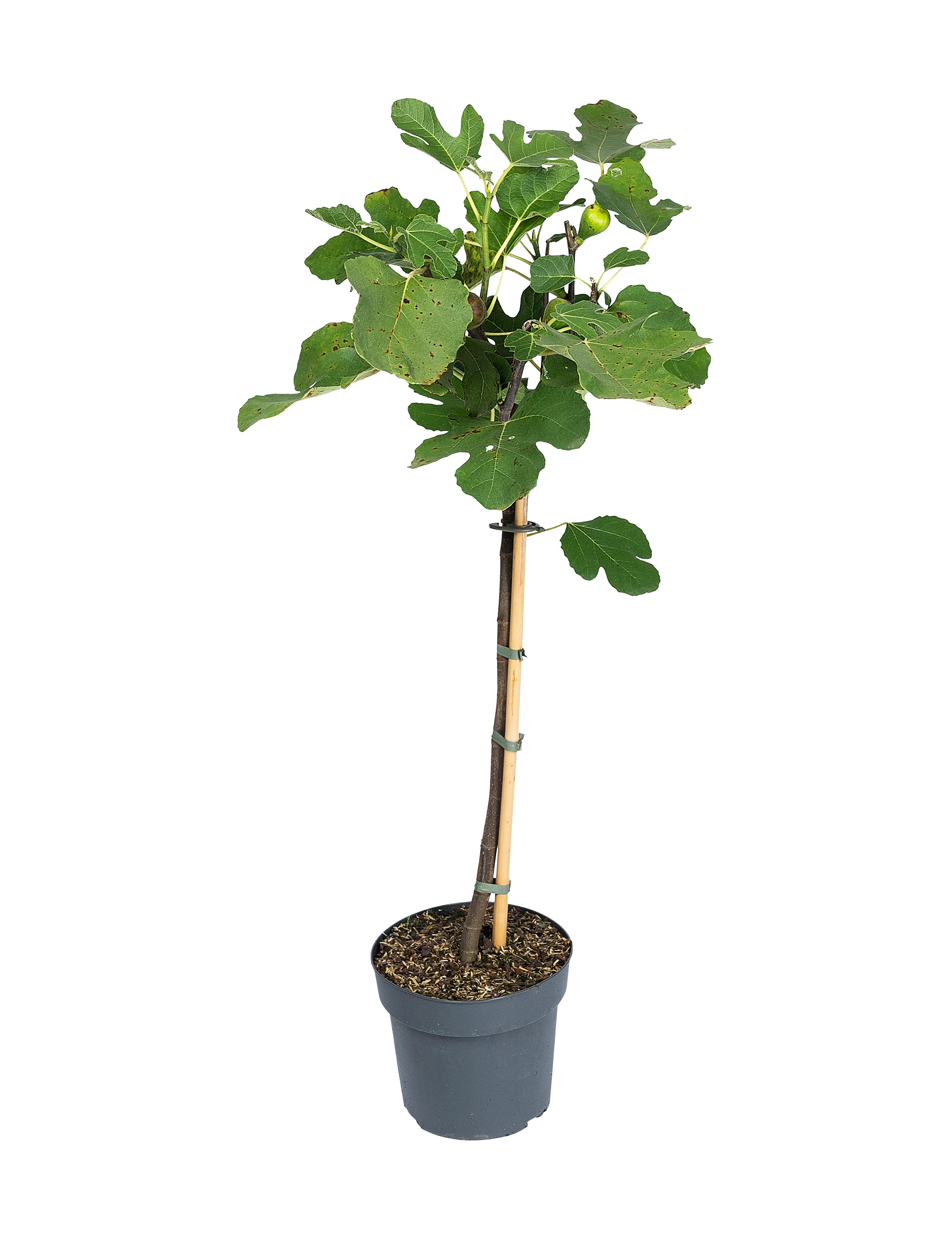 Figen, Ficus car. 'Brown Turkey', 3 liter 70+cm