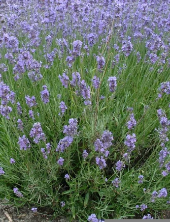 Lavendel, Lavendula angustifolia, pak