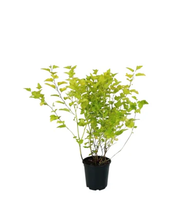 Blærespiræa, Physocarpus opu. 6,5 liter potte,60+cm