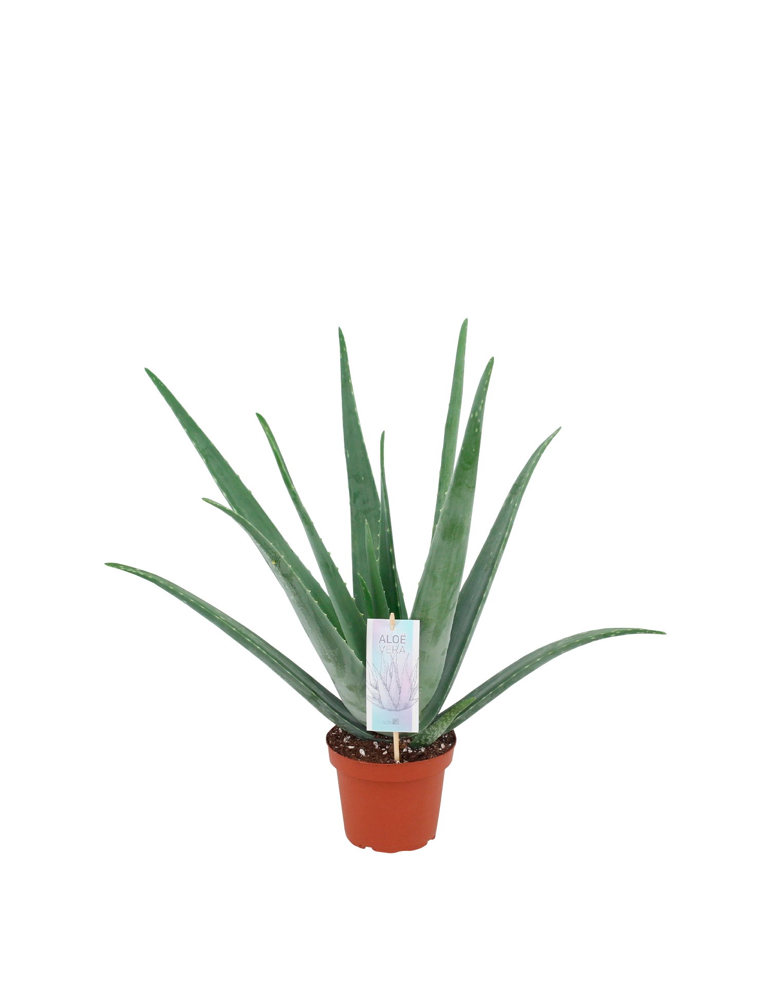 Woods manuskript kæmpe stor Aloe vera, Aloe vera, Ø13 cm potte