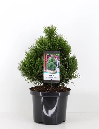 Pinus hel. Gem', 5 liter potte, 30+cm